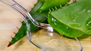 Алоэ — свойства и противопоказания