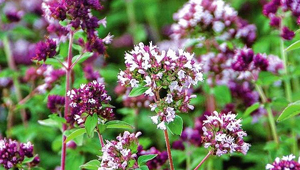 Душица — свойства и противопоказания