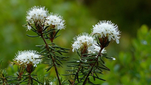 Багульник болотный — свойства и противопоказания