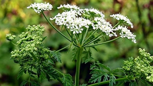 Болиголов — свойства и противопоказания