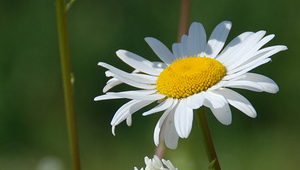 Ромашка — лечебные свойства