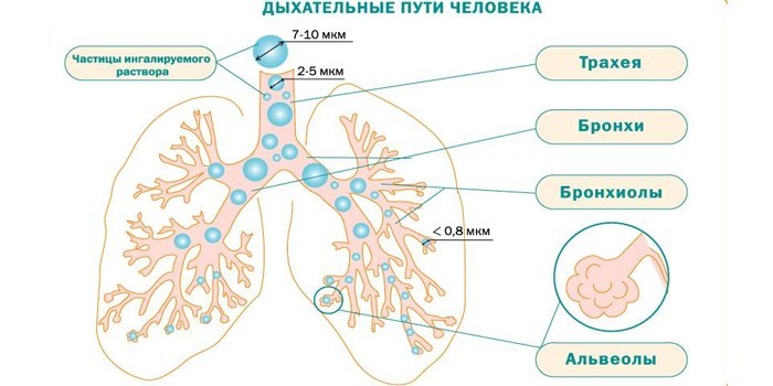 Ингаляции при кашле — как правильно делать и список препаратов