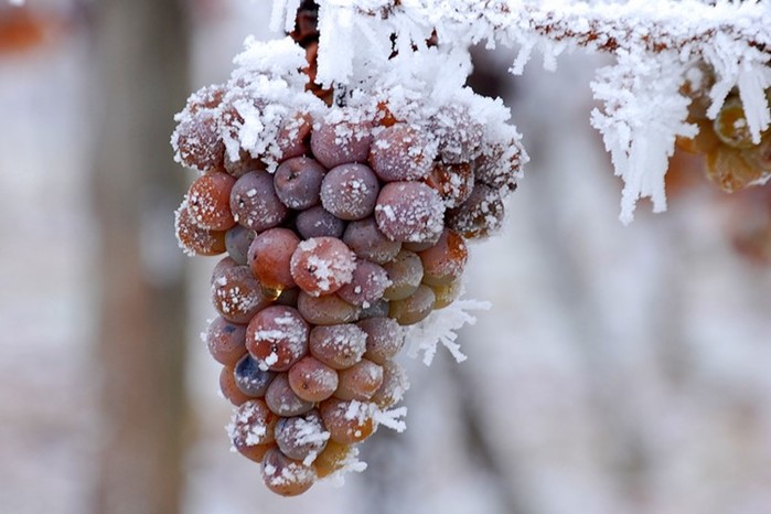 Ледяное вино: одна из самых сладких ошибок природы 