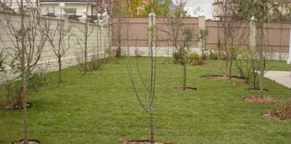 Посадка фруктовых деревьев на участке