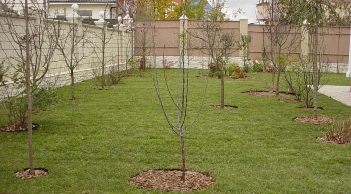 Посадка фруктовых деревьев на участке