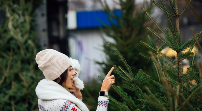 Натуральные ёлки оптом: ключевые критерии качества