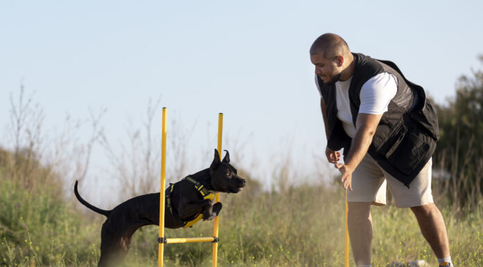 Кинология и дрессировка собак: пример немецкой овчарки